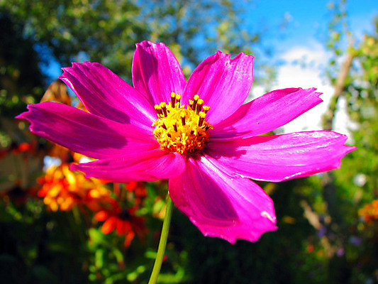 포토 JPG 해외이미지 식물 공원 꽃잎 꽃 줄기 분홍색 백그라운드 잎 자연 풍경 사람없음 야외 여름 머리 정원 벚꽃 침대 뜨거움 싱글 코스모스 원예 해외202004 해외포토 계절 공공시설 컬러 가구 취미 신체부위 생태계 파일형식 이미지허브