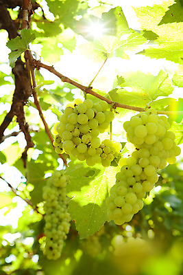 포토 JPG 해외이미지 채소 과일 포도 건강 사람없음 농장 수확 유기농 8월 숙성 채식주의자 해외202004 해외포토 웰빙 농업 날짜 채식 파일형식 이미지허브