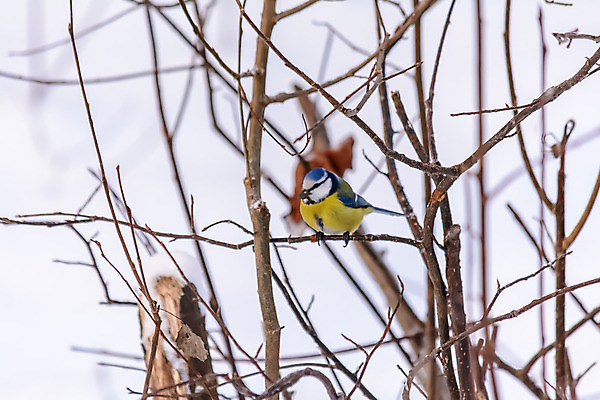 포토 JPG 해외이미지 나무 동물 계절 공원 야생동물 백그라운드 겨울 날개 자연 조류 사람없음 야외 목재 파란색 컬러풀 갈색 노란색 환경 정원 냉동 검은색 추위 흰색 나뭇가지 숲 작음 깃털 서리 부리 내추럴 동물상 눈내림 해외202004 해외포토 식물 공공시설 컬러 재료 눈_날씨 조형물 크기 생태계 파일형식 이미지허브