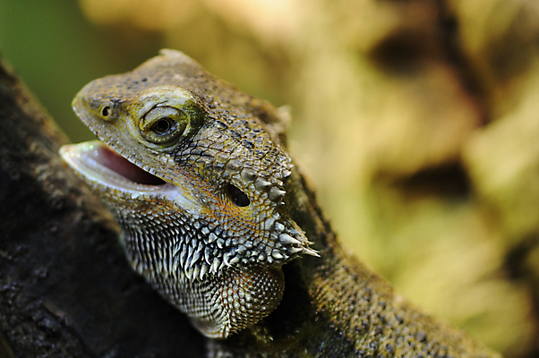포토 JPG 해외이미지 동물 응시 야생동물 파충류 자연 수염 동물원 종류 사람없음 반려동물 용 못 닫기 호주 작음 호기심 도마뱀 이구아나 노려봄 해외202004 해외포토 시선 감정 컨셉 모션 표정 공구 오세아니아 크기 생태계 파일형식 이미지허브