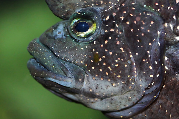포토 JPG 해외이미지 동물 음식 바다 자연 어류 사람없음 초록색 물 머리 신선 입 해산물 묘사 소금 지느러미 수족관 내추럴 해외202004 해외포토 자연요소 컬러 신체부위 수중동물 생태계 파일형식 이미지허브