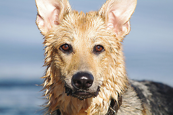 포토 JPG 해외이미지 동물 응시 포유류 자연 털 건강 경비 사람없음 야외 반려동물 갈색 머리 검은색 봄 우정 젖음 양치기 개 보호 혀 쇼 송곳니 기르기 신앙심 해외202004 해외포토 직업 시선 계절 컬러 컨셉 안전 신체부위 친구 입 치아 생태계 돌봄 파일형식 이미지허브