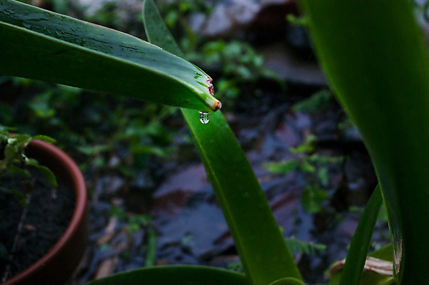 포토 JPG 해외이미지 식물 백그라운드 잎 자연 사람없음 야외 초록색 물 정원 거품 젖음 물방울 신선 액체 떨어짐 이슬 빗방울 묘사 내추럴 해외202004 해외포토 자연요소 컬러 컨셉 비_날씨 생태계 파일형식 이미지허브