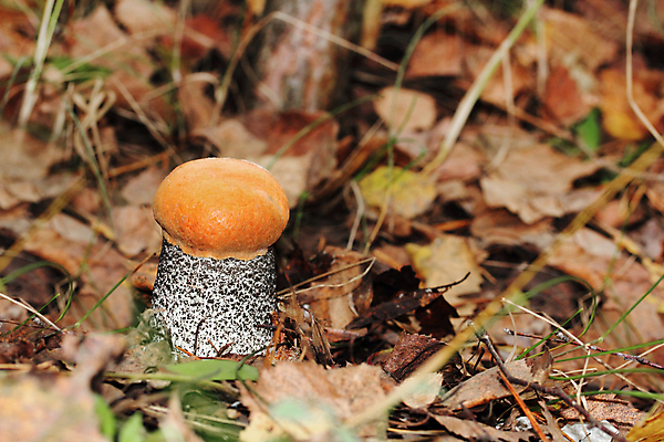 포토 JPG 해외이미지 계절 음식 잎 채소 재료 자연 휴식 3 취미 사람없음 야외 여름 갈색 노란색 식사 버섯 가을 흰색 나뭇가지 신선 그룹 닫기 유기농 날것 내추럴 곰팡이 그물버섯 숙성 식용 채식주의자 해외202004 해외포토 나무 식물 웰빙 컬러 컨셉 모션 생태계 채식 파일형식 이미지허브