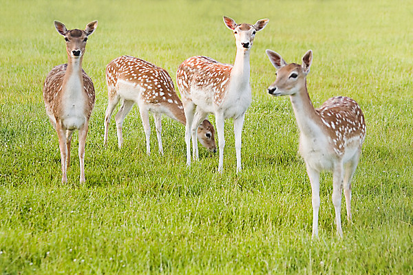 포토 JPG 해외이미지 동물 야생동물 밭 포유류 자연 사람없음 초록색 달러 그룹 방목 아기사슴 암사슴 찰과상 해외202004 해외포토 새끼 컬러 돈 농업 사슴 축산업 상처 암컷 생태계 파일형식 이미지허브