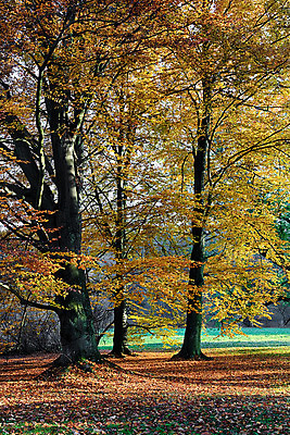 포토 JPG 해외이미지 나무 계절 공원 길 여행 백그라운드 잎 자연 아침 그림자 풍경 사람없음 목재 초록색 여름 빛 햇빛 태양 평화 일출 환경 맑음 일몰 봄 새벽 하이킹 안개 광선 가을 나뭇가지 시골 황무지 숲 장면 공상 내추럴 해외202004 해외포토 주간 자연요소 식물 공공시설 컬러 컨셉 재료 레저 날씨 노을 생태계 파일형식 이미지허브