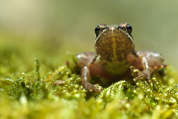 포토 JPG 해외이미지 나무 동물 척추동물 응시 유럽 얼굴 야생동물 백그라운드 자연 개구리 양서류 미소 사람없음 초록색 물 환경 버섯 젖음 가을 흰색 연못 스페인 숲 묘사 생물학 두꺼비 생태학 캡모자 해외202004 해외포토 자연요소 식물 모자_잡화 시선 계절 교육 나라 컬러 표정 신체부위 생태계 파일형식 이미지허브