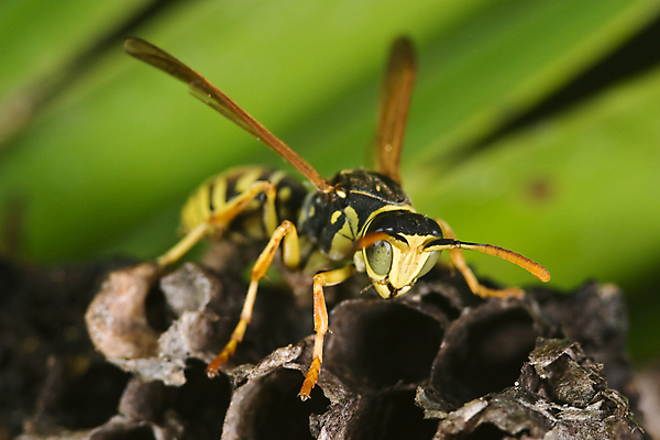 포토 JPG 해외이미지 동물 곤충 날개 자연 안테나 경고 사람없음 노란색 검은색 해충 말벌 위험 작음 묘사 찌르기 알레르기 해외202004 해외포토 컬러 컨셉 통신 모션 벌레 벌_곤충 질병 크기 생태계 파일형식 이미지허브