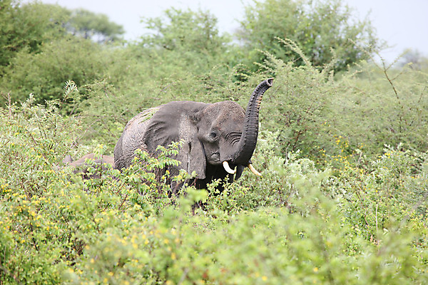 포토 JPG 해외이미지 동물 공원 야생동물 여행 백그라운드 포유류 아프리카 자연 코끼리 풍경 사람없음 야외 머리 걷기 힘 위험 큼 심볼 사파리 케냐 사바나 웅장함 전국 초식 탄자니아 해외202004 해외포토 공공시설 나라 컨셉 모션 신체부위 크기 생태계 파일형식 이미지허브