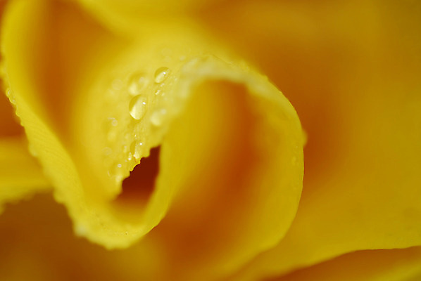 포토 JPG 해외이미지 식물 꽃잎 꽃 꽃다발 백그라운드 데이트 자연 탁자 엄마 선물 이벤트 사람없음 내부 장식 초록색 물 컬러풀 노란색 정원 꽃병 저녁식사 봄 튤립 벚꽃 물방울 축하 신선 이슬 4월 배열 서비스 내추럴 파스텔톤 많음 해외202004 해외포토 자연요소 계절 컬러 가구 컨셉 가족 식사 날짜 생태계 파일형식 이미지허브