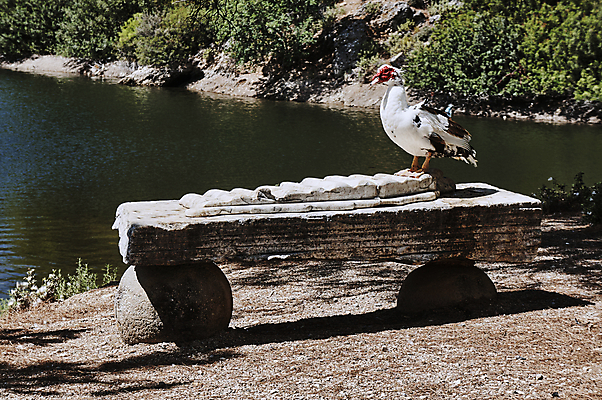 포토 JPG 해외이미지 식물 동물 유럽 섬 날개 벤치 조류 오리 사람없음 물 바위 연못 그리스 깃털 부리 여의주 해외202004 해외포토 자연요소 나라 의자 돌_바위 파일형식 이미지허브