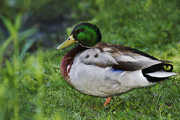 포토 JPG 해외이미지 동물 1 야생동물 밭 날개 자연 조류 오리 잔디 사람없음 야외 가로 초록색 갈색 깃털 부리 목 솜털 물새 청둥오리 계산서 해외202004 해외포토 식물 컬러 농업 신체부위 생태계 파일형식 이미지허브