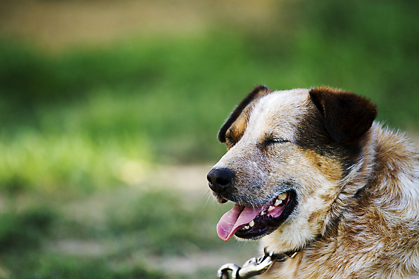 포토 JPG 해외이미지 동물 한마리 포유류 털 피곤 사람없음 야외 반려동물 갈색 쌓기 가축 뜨거움 개 혀 싱글 송곳니 유래 카피스페이스 해외202004 해외포토 1 컬러 컨셉 모션 공백 입 치아 파일형식 이미지허브