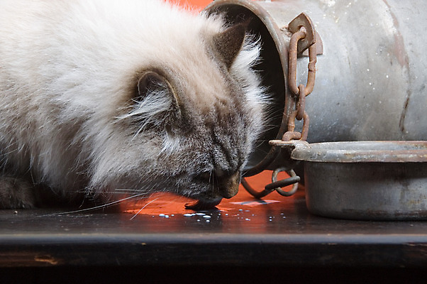 포토 JPG 해외이미지 선 추상 털 미술 사람없음 고양이 우유 흰색 캔 닫기 핥기 오브젝트 해외202004 해외포토 컬러 무늬 포유류 모션 문화예술 유제품 반려동물 파일형식 이미지허브