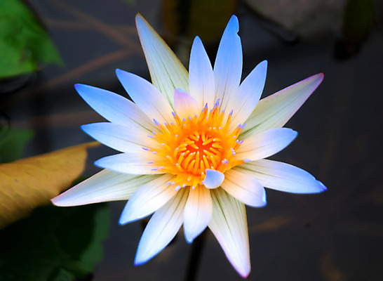 포토 JPG 해외이미지 식물 꽃잎 꽃 호수 잎 꽃무늬 불교 자연 사람없음 장식 초록색 물 머리 정원 활발 벚꽃 연못 개화 심볼 싱글 신성 해외202004 해외포토 자연요소 종교 컬러 컨셉 무늬 신체부위 생태계 파일형식 이미지허브