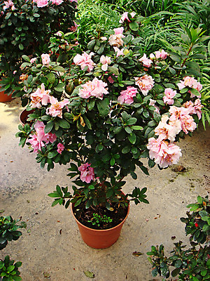 포토 JPG 해외이미지 나무 식물 계절 유럽 음식 여행 백그라운드 잎 밭 농업 과일 자연 휴가 산 건강 풍경 사람없음 야외 초록색 여름 파란색 농장 마을 환경 정원 계곡 놀람 수확 성장 나뭇가지 시골 신선 달콤 다발 유기농 내추럴 숙성 알바니아 해외202004 해외포토 웰빙 감정 나라 산업 컬러 표정 맛 생태계 파일형식 남유럽 이미지허브