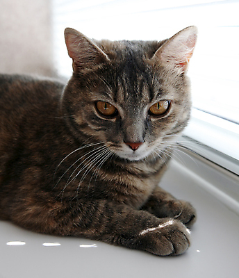 포토 JPG 해외이미지 동물 포유류 영국 주택 사람없음 반려동물 고양이 회색 사냥꾼 솜털 해외202004 해외포토 직업 유럽 컬러 건물 파일형식 이미지허브