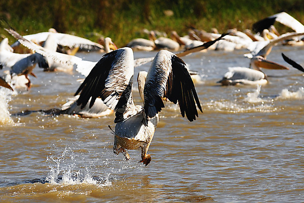 포토 JPG 해외이미지 호수 야생동물 자연 조류 사람없음 야외 물 강 흰색 펠리컨 깃털 부리 물새 철새 루마니아 예약 내추럴 다뉴브강 해외202004 해외포토 자연요소 동물 유럽 컬러 생태계 파일형식 이미지허브