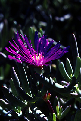 포토 JPG 해외이미지 식물 꽃 자연 사람없음 얼음 해외202004 해외포토 자연요소 생태계 파일형식 이미지허브