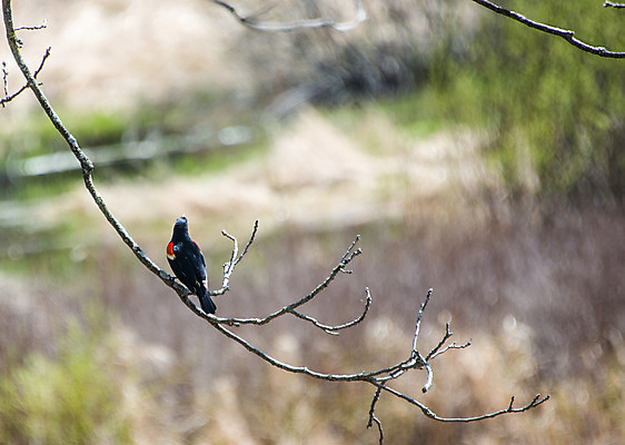 포토 JPG 해외이미지 동물 야생동물 백그라운드 날개 자연 조류 하늘 날씨 사람없음 파란색 환경 봄 습지 숲 깃털 대답 생태학 해외202004 해외포토 계절 교육 컬러 생태계 파일형식 이미지허브