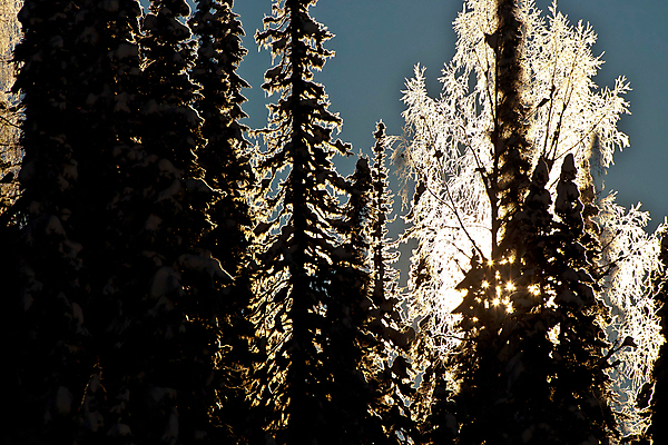포토 JPG 해외이미지 나무 실루엣 여행 겨울 자연 하늘 불꽃 산 그림자 풍경 사람없음 야외 목재 파란색 빛 태양 평화 얼음 검은색 침묵 기쁨 회색 추위 자유 흰색 소나무 오픈 숲 시원함 만족 심플 윤곽 전나무 웅장함 제설기 가문비나무 해외202004 해외포토 자연요소 식물 계절 감정 컬러 컨셉 재료 불 촬영기법 소리 생태계 제설 파일형식 이미지허브