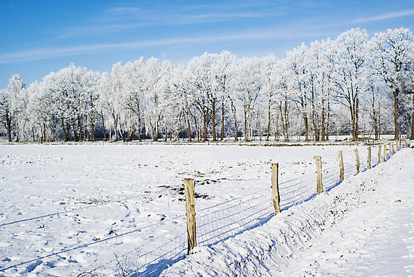 포토 JPG 해외이미지 나무 계절 공원 겨울 자연 날씨 풍경 사람없음 야외 냉동 침묵 흰색 시골 숲 12월 서리 눈보라 1월 해외202004 해외포토 식물 공공시설 컬러 눈_날씨 소리 날짜 생태계 파일형식 이미지허브