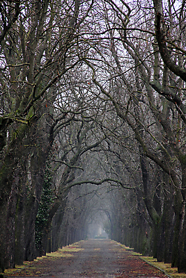 포토 JPG 해외이미지 나무 식물 계절 공원 도로 길 백그라운드 잎 겨울 자연 날씨 거리 풍경 사람없음 야외 냉동 새벽 산책 산책로 추위 숲 오솔길 장면 내추럴 방법 뿌연 해외202004 해외포토 자연요소 공공시설 교통시설 휴식 생태계 파일형식 이미지허브