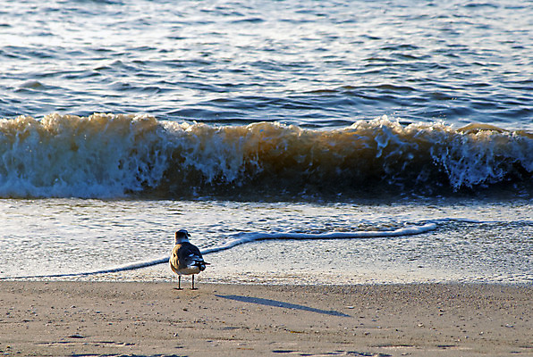 포토 JPG 해외이미지 동물 응시 야생동물 모래 파도 바다 날개 자연 갈매기 조류 날씨 풍경 사람없음 야외 물 파란색 평화 환경 미국 자유 흰색 깃털 부리 내추럴 무료 플로리다 해외202004 해외포토 자연요소 시선 컬러 컨셉 북아메리카 생태계 파일형식 이미지허브