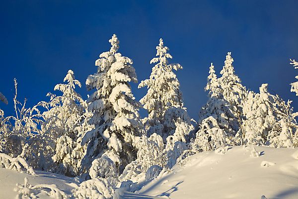 포토 JPG 해외이미지 나무 계절 여행 백그라운드 겨울 자연 하늘 날씨 산 풍경 사람없음 파란색 태양 추위 흰색 숲 순수 서리 방법 눈내림 해외202004 해외포토 자연요소 식물 컬러 컨셉 눈_날씨 생태계 파일형식 이미지허브