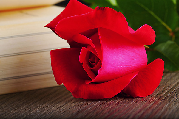 포토 JPG 해외이미지 꽃잎 꽃 종이 백그라운드 컨셉 꽃무늬 오렌지 자연 발렌타인데이 사랑 사람없음 목재 책 빨간색 장미 성경 수확 기도 시골 축하 오픈 역사 복음 옛날 해외202004 해외포토 나무 식물 감정 컬러 무늬 농업 과일 재료 종교용품 데이이벤트 생태계 파일형식 이미지허브