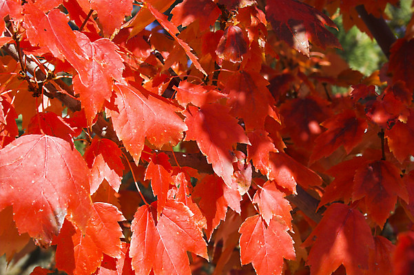 포토 JPG 해외이미지 나무 계절 백그라운드 잎 오렌지 자연 휴식 따뜻함 사람없음 빨간색 빛 노란색 정원 가을 질감 해외202004 해외포토 식물 컬러 컨셉 과일 생태계 파일형식 이미지허브
