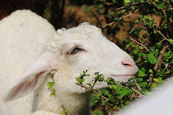 포토 JPG 해외이미지 동물 사람없음 농장 양 강아지 양고기 해외202004 해외포토 농업 포유류 육류 반려동물 개 파일형식 이미지허브