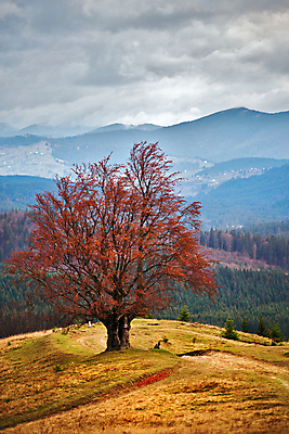 포토 JPG 해외이미지 나무 구름 1 계절 도로 백그라운드 밭 자연 하늘 산 풍경 사람없음 목재 빨간색 세로 초록색 노란색 환경 안개 가을 시골 고독 숲 11월 언덕 장면 통과 내추럴 우크라이나 해외202004 해외포토 자연요소 식물 감정 유럽 길 컬러 농업 재료 교통시설 날씨 날짜 생태계 파일형식 이미지허브
