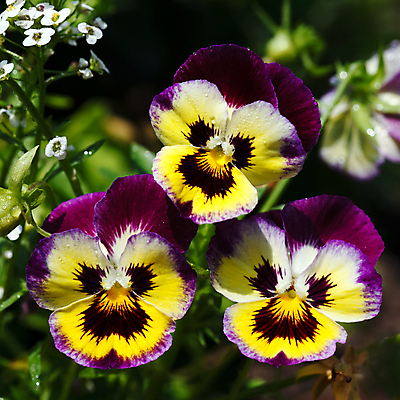 포토 JPG 해외이미지 식물 계절 꽃잎 꽃 백그라운드 자연 사랑 사람없음 여름 컬러풀 노란색 머리 보라색 벚꽃 가을 제비꽃 고립 해외202004 해외포토 감정 컬러 신체부위 생태계 파일형식 이미지허브