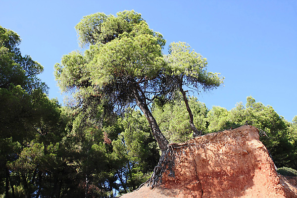 포토 JPG 해외이미지 나무 여행 자연 하늘 휴가 풍경 사람없음 야외 빨간색 여름 파란색 절벽 숲 그리스 부식 뿌리 해외202004 해외포토 식물 계절 유럽 컬러 생태계 파일형식 이미지허브
