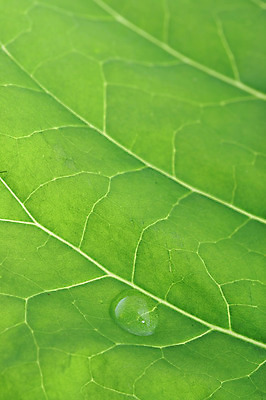 포토 JPG 해외이미지 식물 줄기 백그라운드 잎 자연 표면 사람없음 야외 초록색 물 환경 젖음 성장 물방울 신선 액체 이슬 빗방울 순수 해외202004 해외포토 자연요소 컬러 컨셉 비_날씨 생태계 파일형식 이미지허브