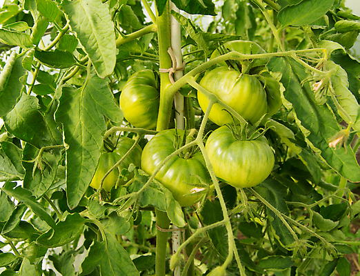 포토 JPG 해외이미지 식물 계절 음식 줄기 잎 농업 토마토 채소 자연 건강 사람없음 빨간색 초록색 여름 농장 정원 샐러드 수확 성장 나뭇가지 신선 원형 다발 에코 내추럴 모종 생태학 숙성 온실 채식주의자 세련 해외202004 해외포토 도형 나무 교육 산업 컬러 환경 생태계 채식 파일형식 이미지허브