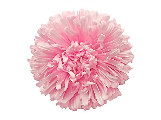 포토 JPG 해외이미지 식물 계절 꽃잎 꽃 분홍색 백그라운드 꽃무늬 자연 사람없음 장식 빨간색 컬러풀 노란색 정원 벚꽃 흰색 개화 선택 허브 순수 묘사 내추럴 고립 넘어짐 많음 해외202004 해외포토 컬러 컨셉 무늬 모션 생태계 파일형식 이미지허브