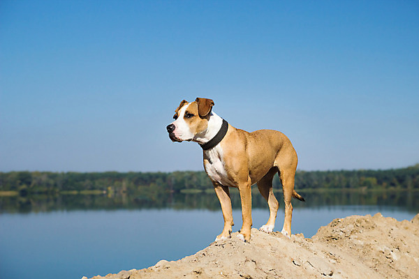 포토 JPG 해외이미지 동물 응시 행복 호수 여행 백그라운드 자연 거리 서기 풍경 사람없음 야외 물 여름 파란색 반려동물 운동 기다림 황금 개 강아지 테리어 잡종 송곳니 수평선 해외202004 해외포토 자연요소 시선 계절 감정 컬러 포유류 모션 건강 치아 생태계 파일형식 이미지허브