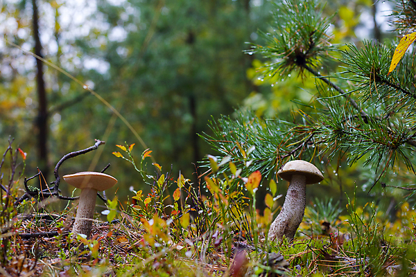 포토 JPG 해외이미지 주간 낙엽 자연 나뭇잎 근접촬영 사람없음 야외 버섯 나뭇가지 숲속 해외202004 해외포토 자연요소 나무 뷰포인트 잎 숲 생태계 파일형식 이미지허브