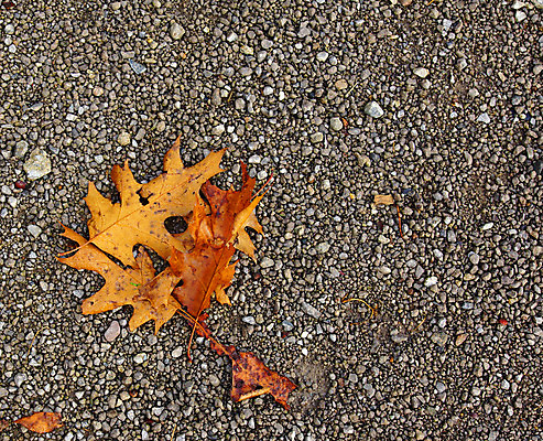 포토 JPG 해외이미지 계절 백그라운드 단풍 잎 자연 사람없음 야외 갈색 정원 회색 가을 바위 질감 10월 내추럴 해외202004 해외포토 식물 컬러 돌_바위 날짜 생태계 파일형식 이미지허브