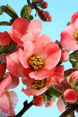 포토 JPG 해외이미지 나무 식물 계절 꽃잎 꽃 줄기 분홍색 백그라운드 꽃무늬 자연 사람없음 야외 초록색 컬러풀 정원 봄 성장 벚꽃 흰색 나뭇가지 개화 강렬 고립 살구 해외202004 해외포토 컬러 무늬 과일 생태계 파일형식 이미지허브