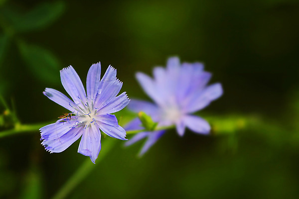 포토 JPG 해외이미지 식물 꽃 곤충 자연 날씨 사람없음 초록색 물 파란색 환경 젖음 들꽃 물방울 떨어짐 이슬 빗방울 허브 꽃가루 라벤더 내추럴 꽃수술 영원 치커리 해외202004 해외포토 자연요소 동물 컬러 컨셉 채소 비_날씨 가루 생태계 파일형식 이미지허브