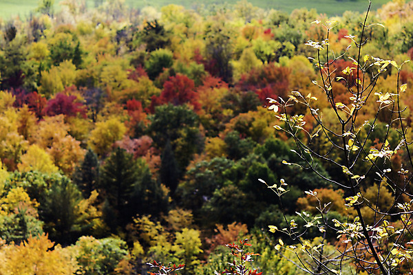 포토 JPG 해외이미지 나무 식물 계절 백그라운드 단풍 잎 오렌지 자연 날씨 풍경 사람없음 야외 목재 빨간색 컬러풀 노란색 가을 나뭇가지 시골 황금 숲 유기농 장면 해외202004 해외포토 웰빙 컬러 과일 재료 생태계 파일형식 이미지허브