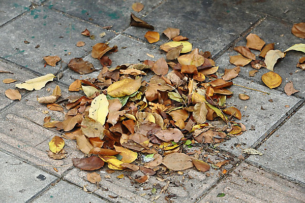 포토 JPG 해외이미지 잎 건조 사람없음 갈색 노란색 검은색 회색 오솔길 빗자루 청소 질감 낭비 쓸기 콘크리트 해외202004 해외포토 식물 길 컬러 컨셉 청소도구 파일형식 이미지허브