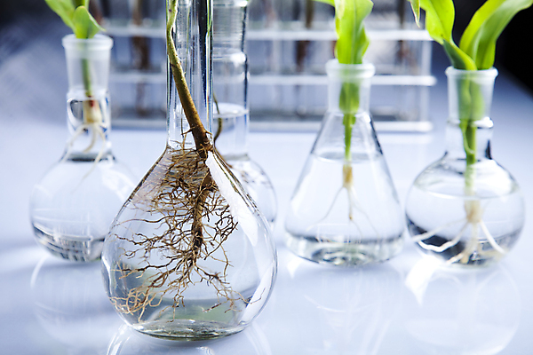 포토 JPG 해외이미지 식물 실내 실험 사람없음 화학 실험실 흰배경 뿌리 유리관 화학실험 둥근플라스크 해외202004 해외포토 과학 백그라운드 실험기구 내부 흰색 플라스크 파일형식 이미지허브