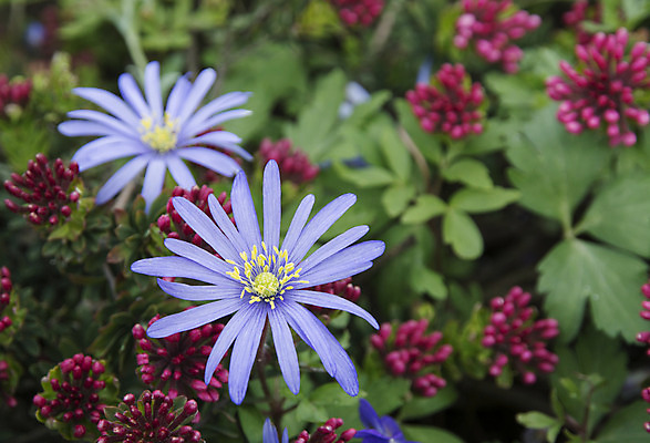 포토 JPG 해외이미지 식물 꽃잎 꽃 백그라운드 잎 꽃무늬 자연 국화 스웨덴 사람없음 장식 초록색 파란색 컬러풀 정원 보라색 봄 벚꽃 5월 허브 원예 내추럴 영원 해외202004 해외포토 계절 컬러 무늬 북유럽 취미 날짜 생태계 파일형식 이미지허브