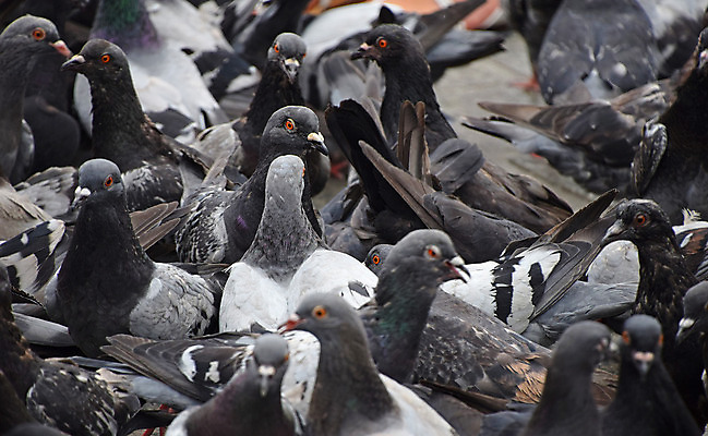 포토 JPG 해외이미지 동물 야생동물 조류 거리 사람없음 회색 도시 그룹 닫기 선택 먹이 비둘기 각도 땅바닥 많음 해외202004 해외포토 컬러 컨셉 모션 바닥 파일형식 이미지허브