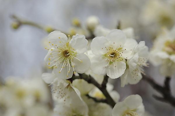 포토 JPG 해외이미지 나무 식물 꽃 분홍색 사람없음 노란색 일본 봄 흰색 신선 자두 해외202004 해외포토 계절 아시아 컬러 과일 파일형식 이미지허브