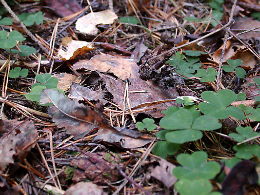 포토 JPG 해외이미지 식물 잎 침구 자연 사람없음 목재 숲 허브 번짐 해외202004 해외포토 나무 재료 생태계 파일형식 효과 이미지허브